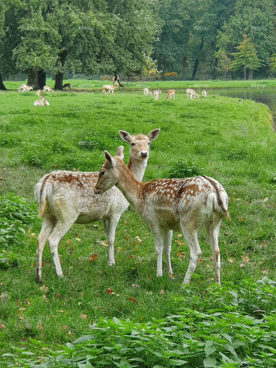 Two deer walking in the park.