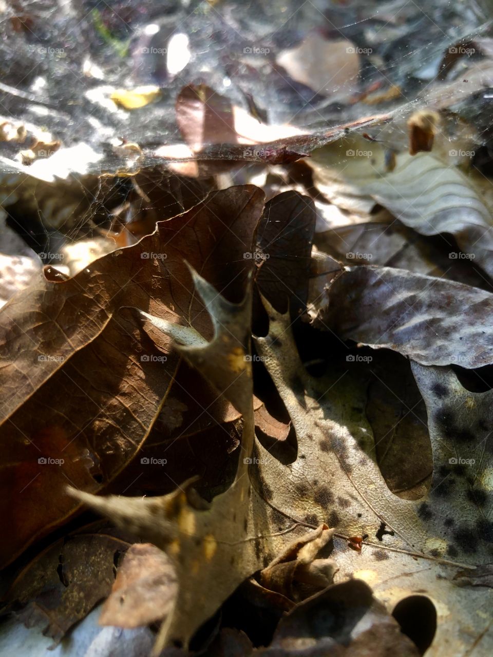 Ground level spiderweb in fallen leaves 
