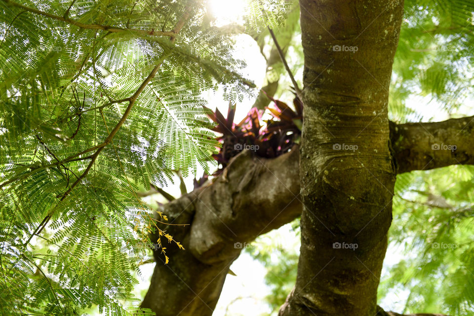 Sunlight shining through the leaves of a tropical tree with a flowering branch