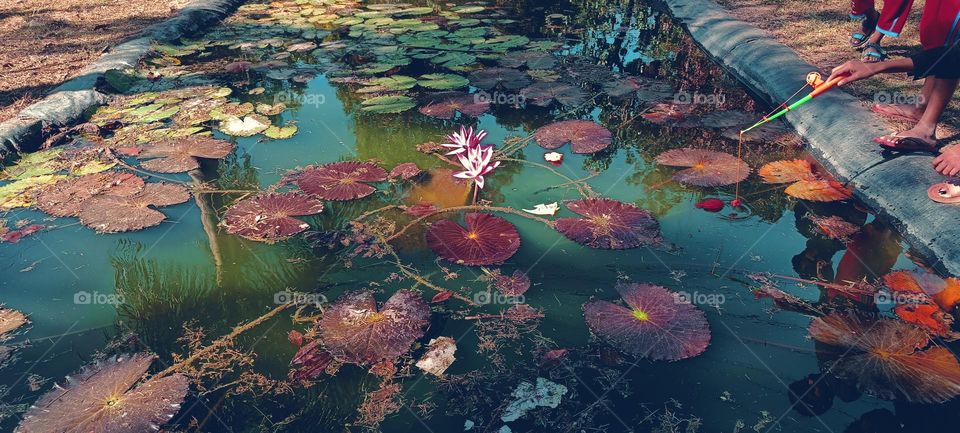 Lotus pond