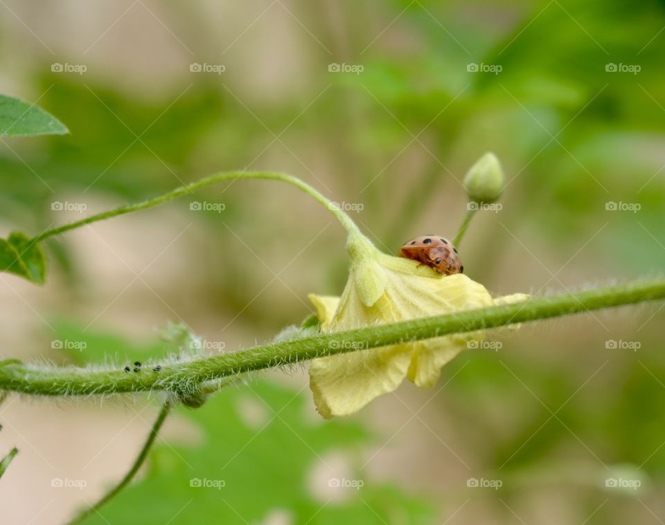 Ladybird on a yellow flower 