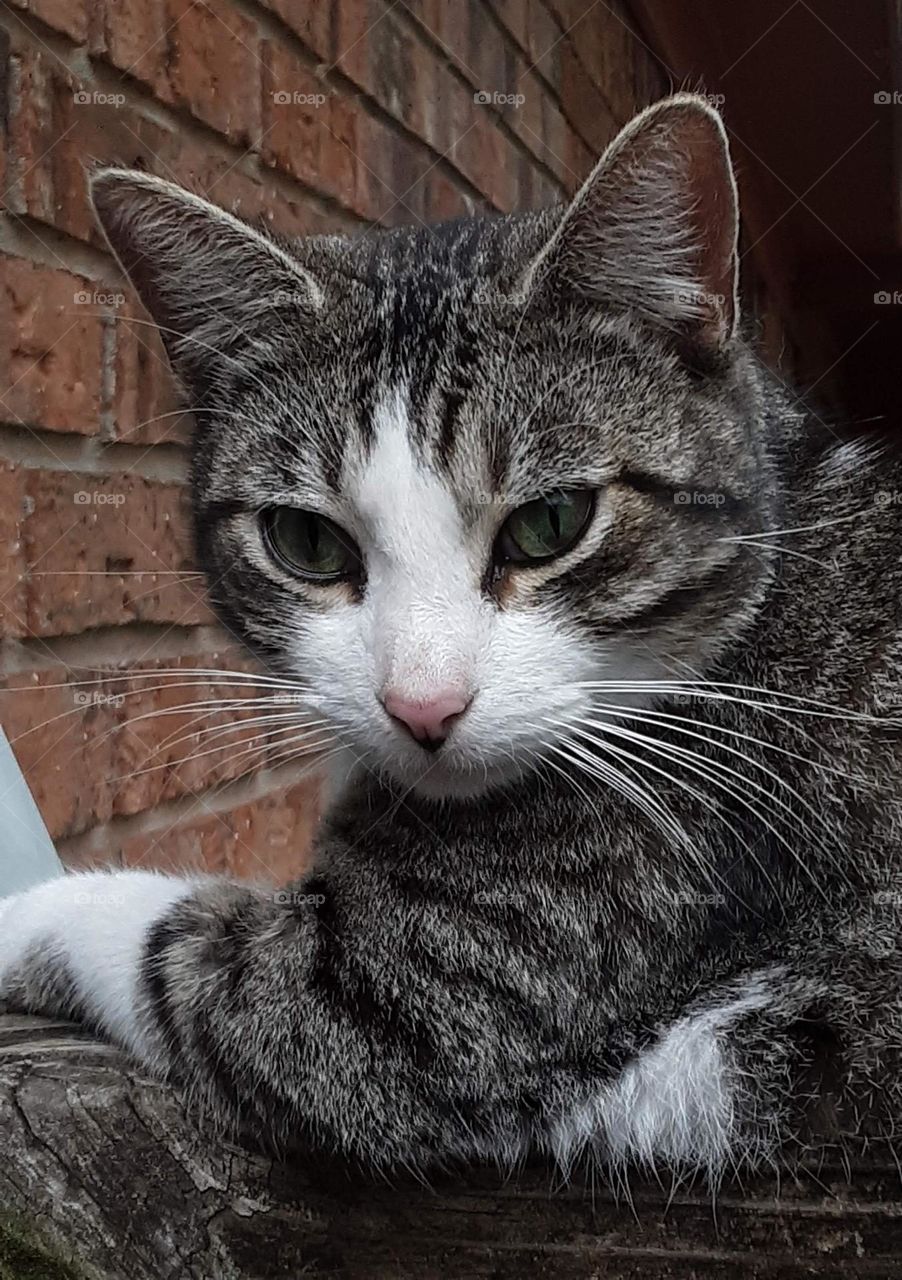 A Blackish/Gray and White Male Tabby Cat