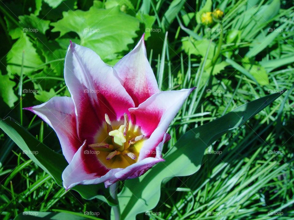 tulip