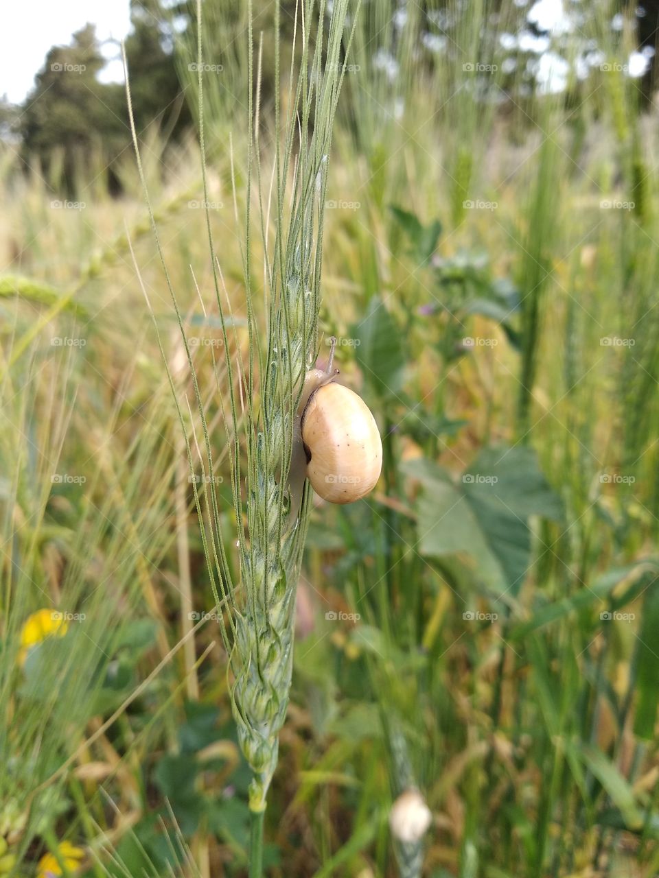 Snail