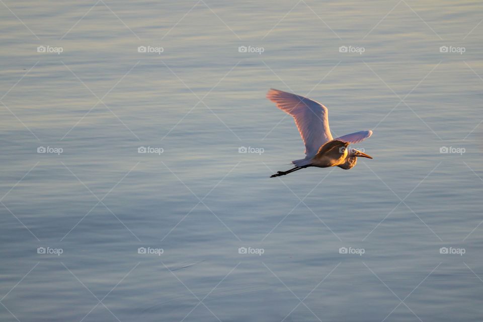 White heron is flying towards the sun