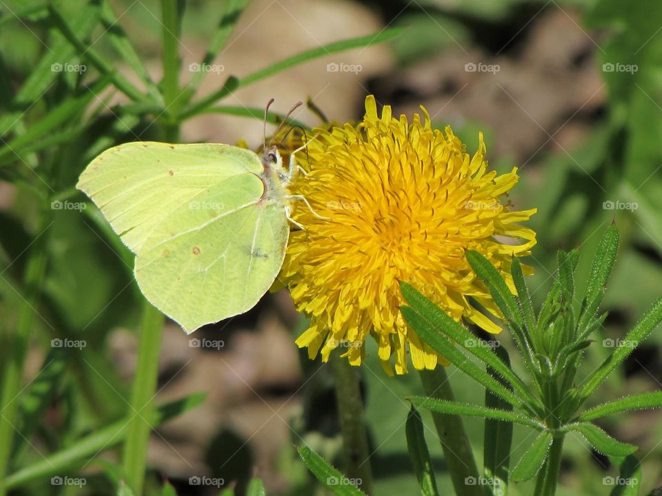 Butterfly on a dandelion