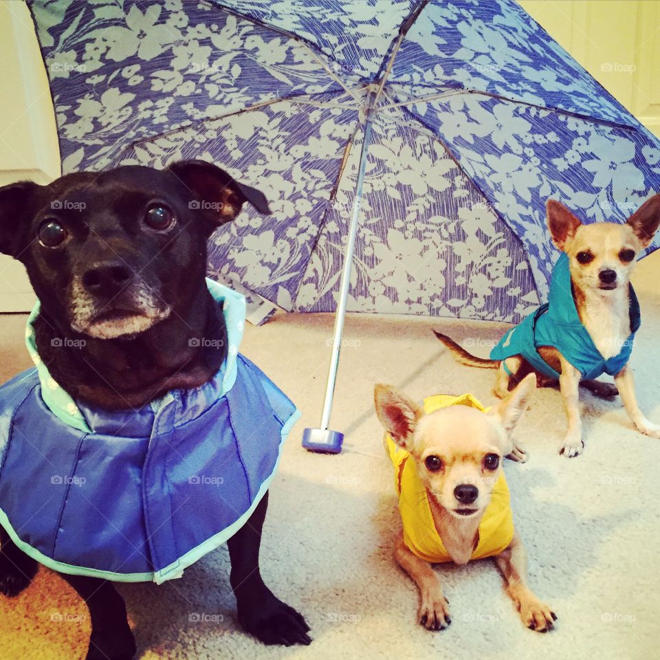 Dogs wearing raincoat
