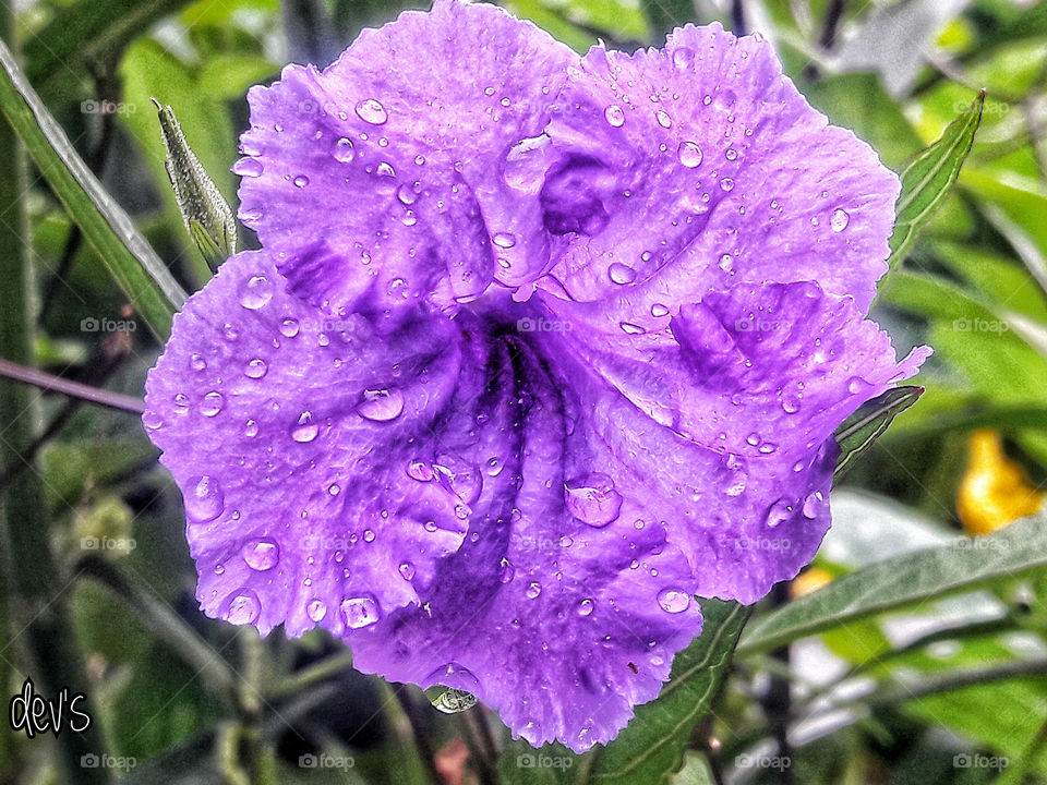 There are always flowers for those who want to see them

— Henri Matisse