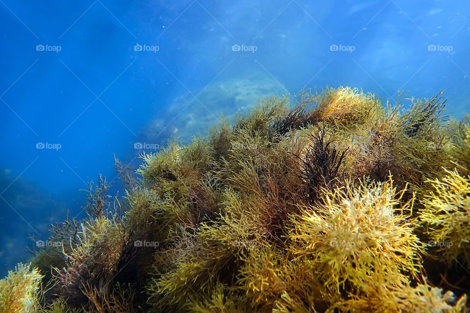 underwater landscapes