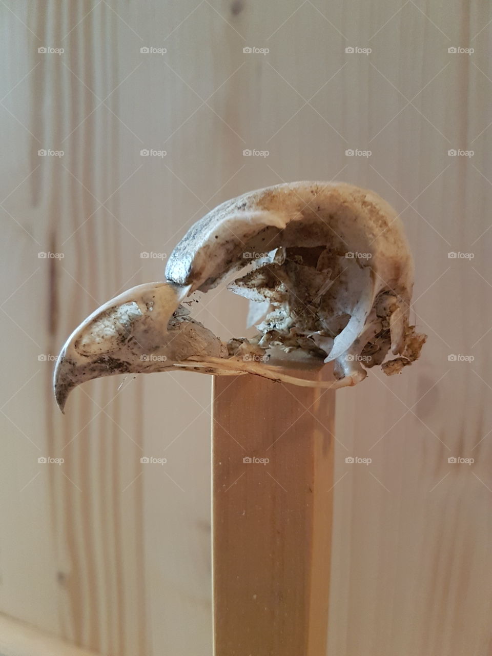 bird skull