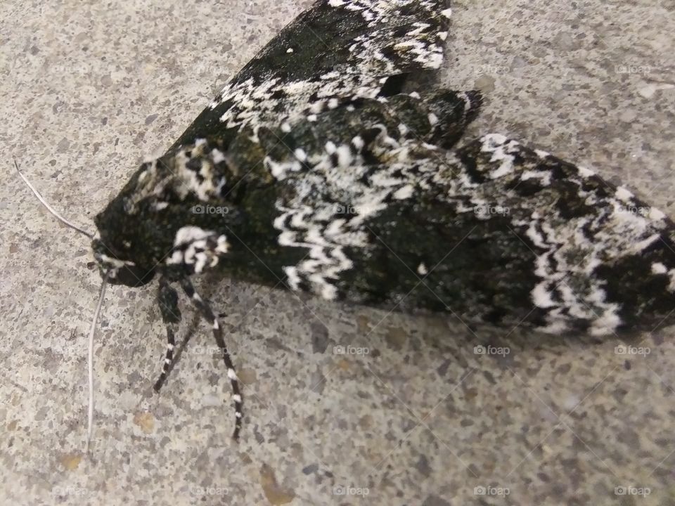 moth