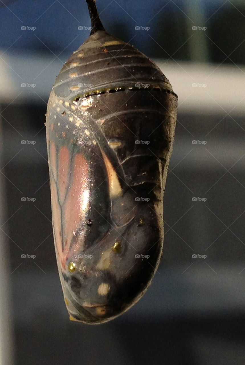 orange butterfly wings transparent by miowan