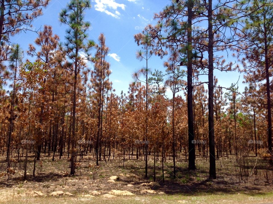 Forest after a controlled burn