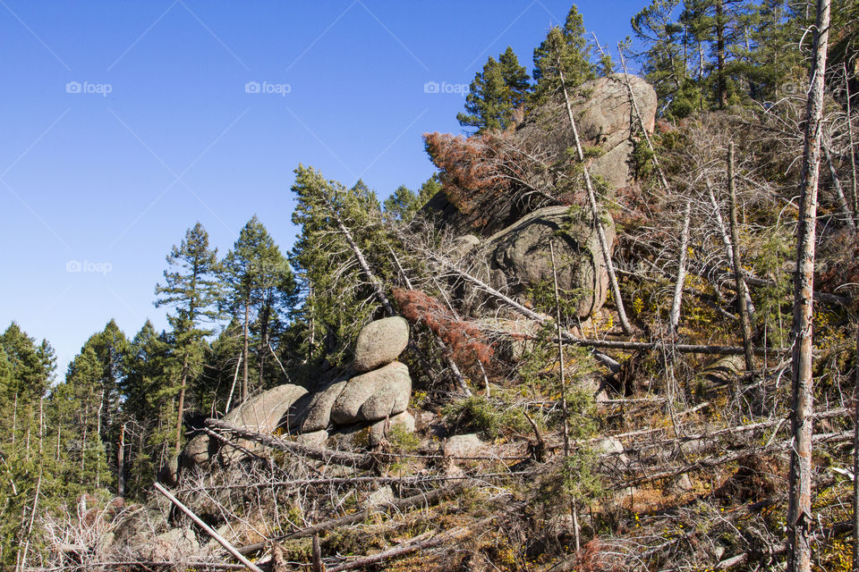 Forest destroyed by tornado 