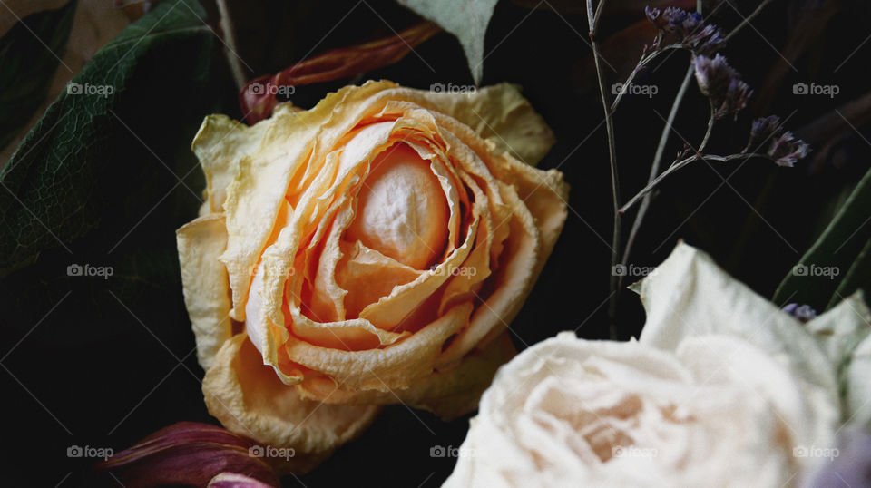 Cream rose 