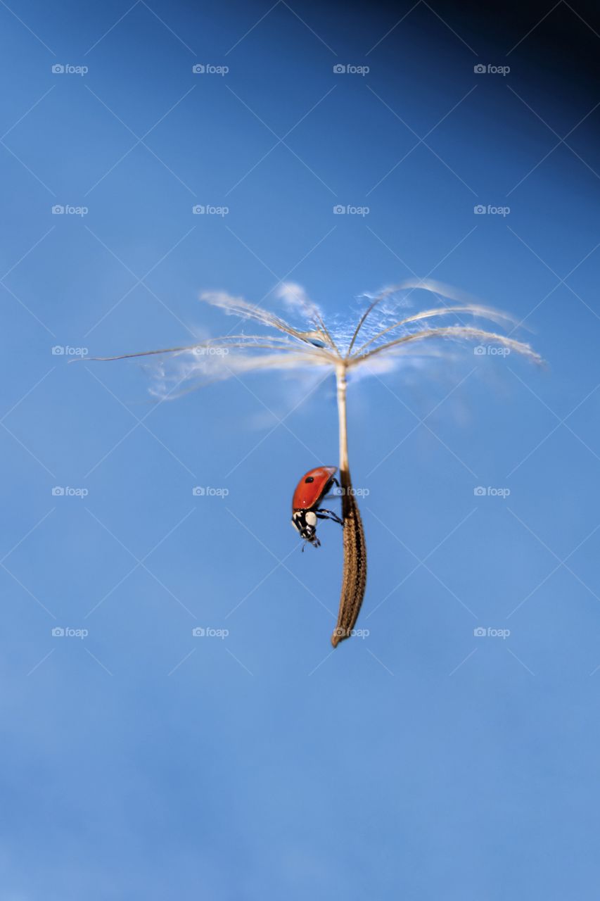 Ladybug flying on a dandelion