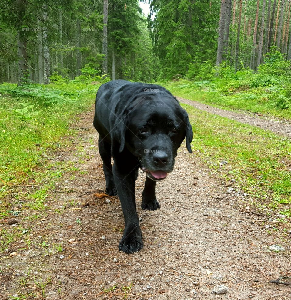 Hamlet. Hamlet (30/01/2004-30/07/2015)