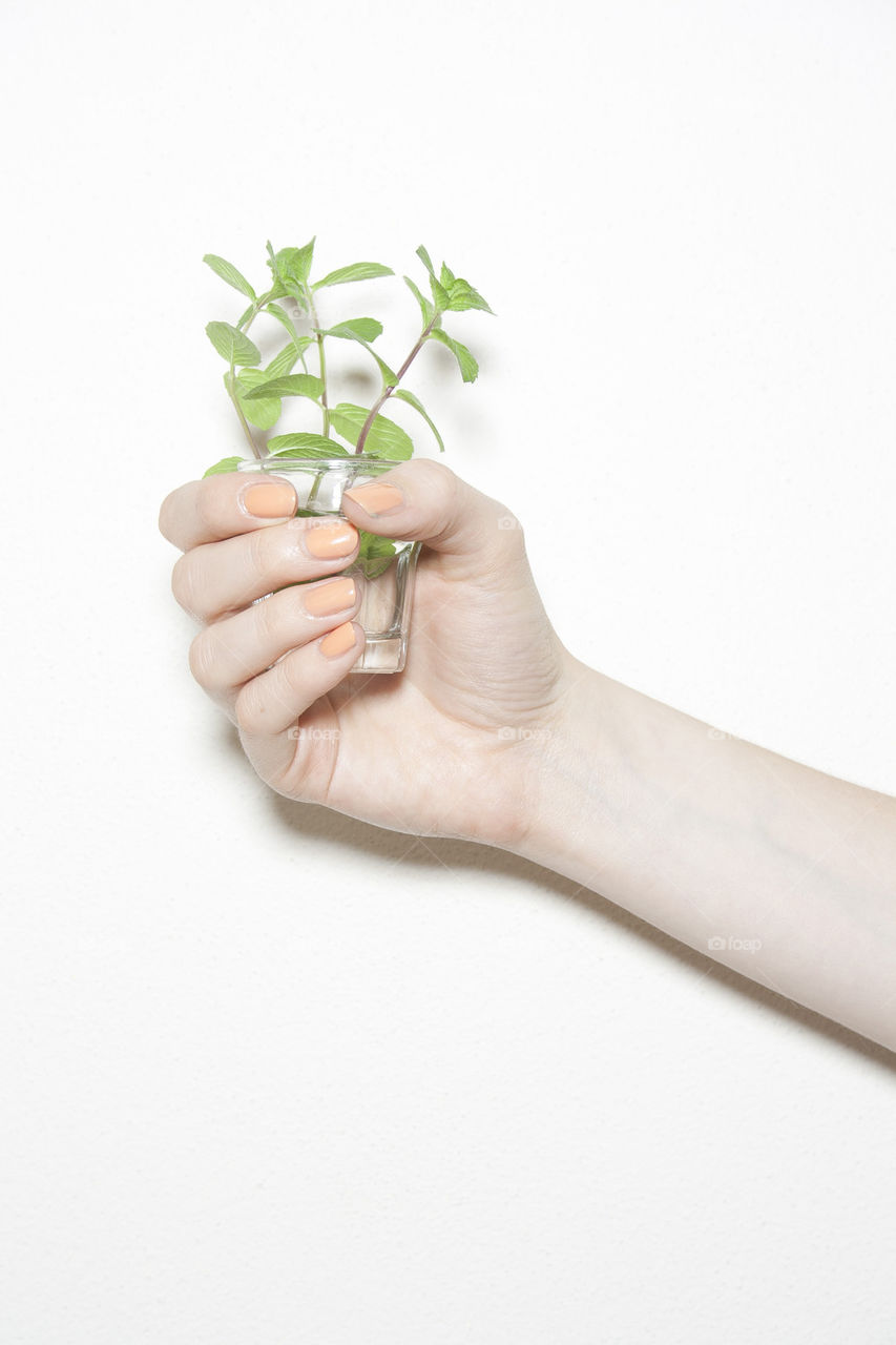 Beauty hands with little plant