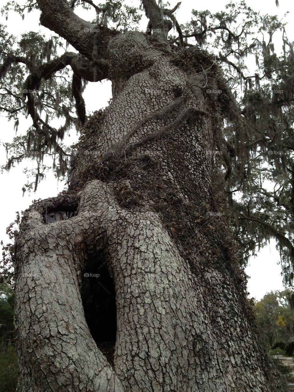 Hollow Tree