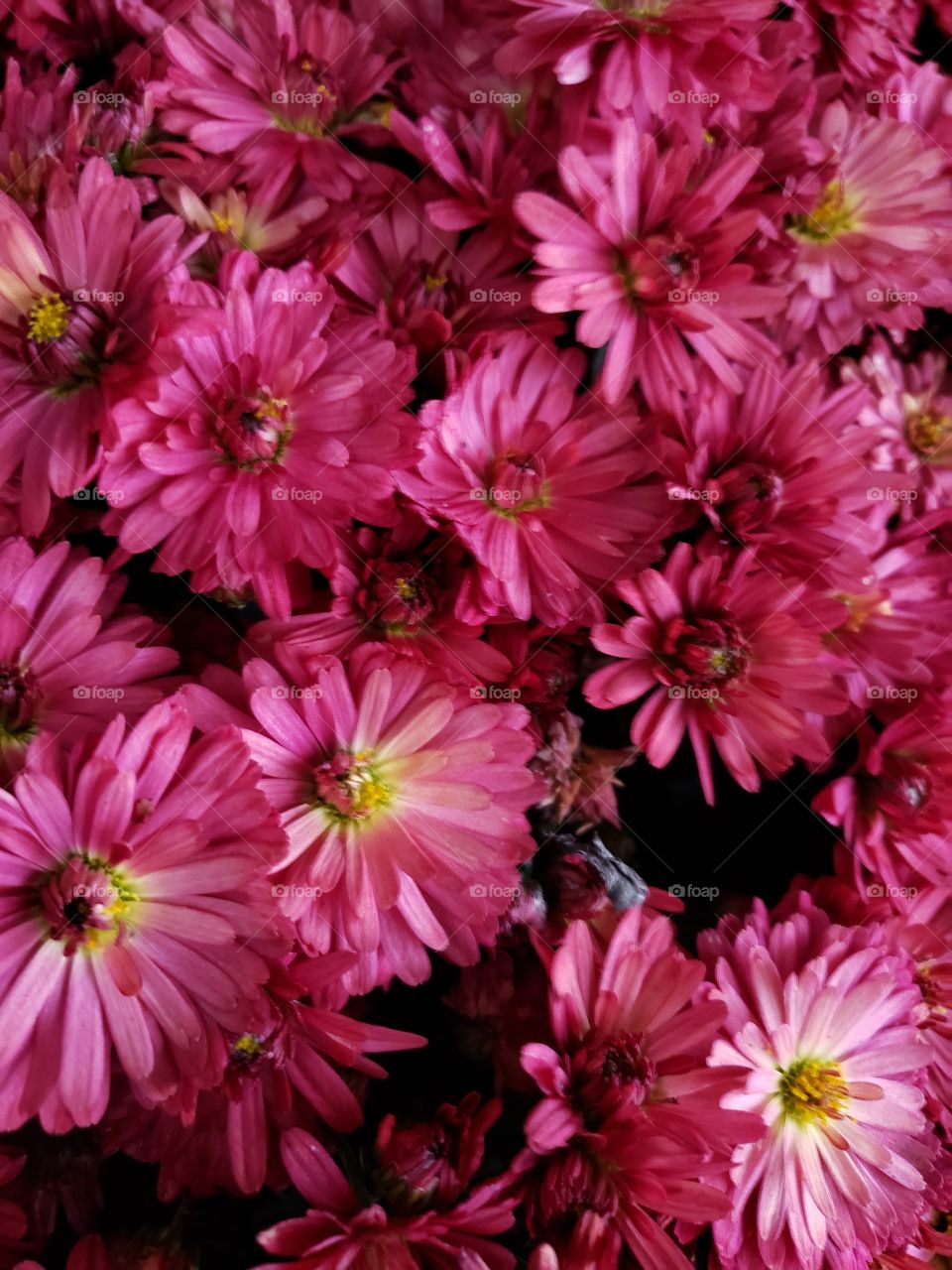 Fall season is in the air🏵