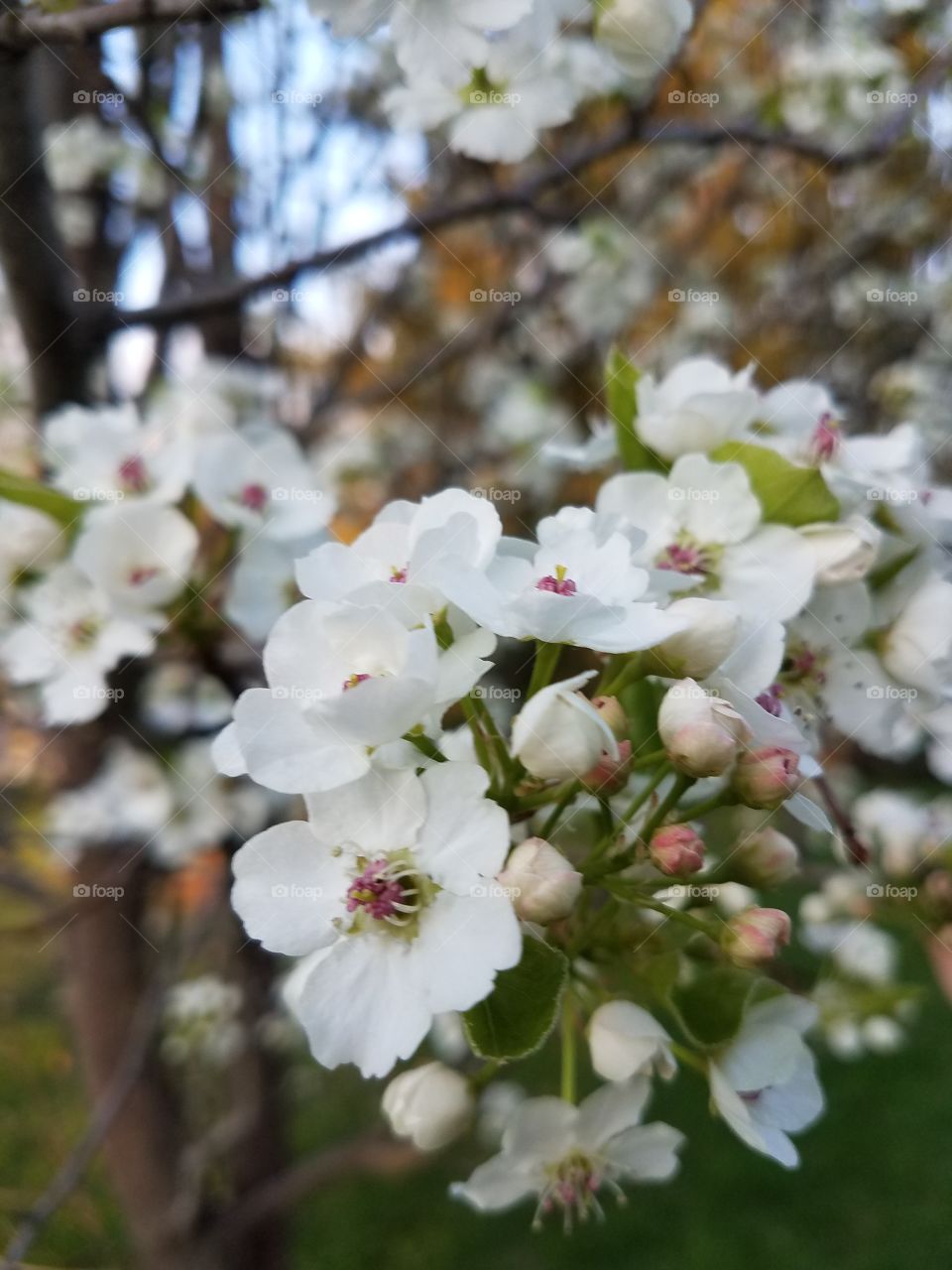 onamental pear