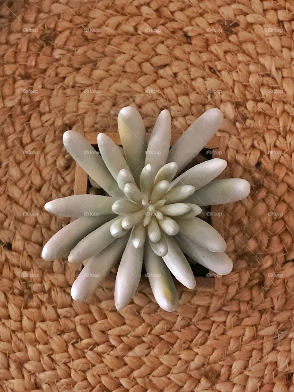 A pale succulent plant potted and on a grass mat that is in a beaded and circular pattern. 