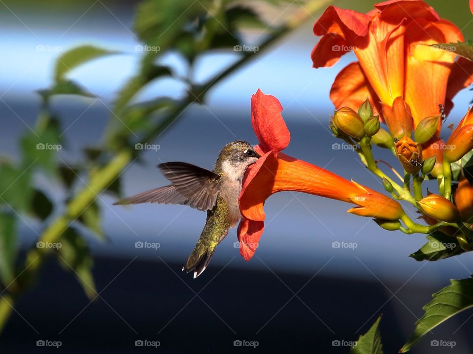 hummingbird feeding from trumpet flower