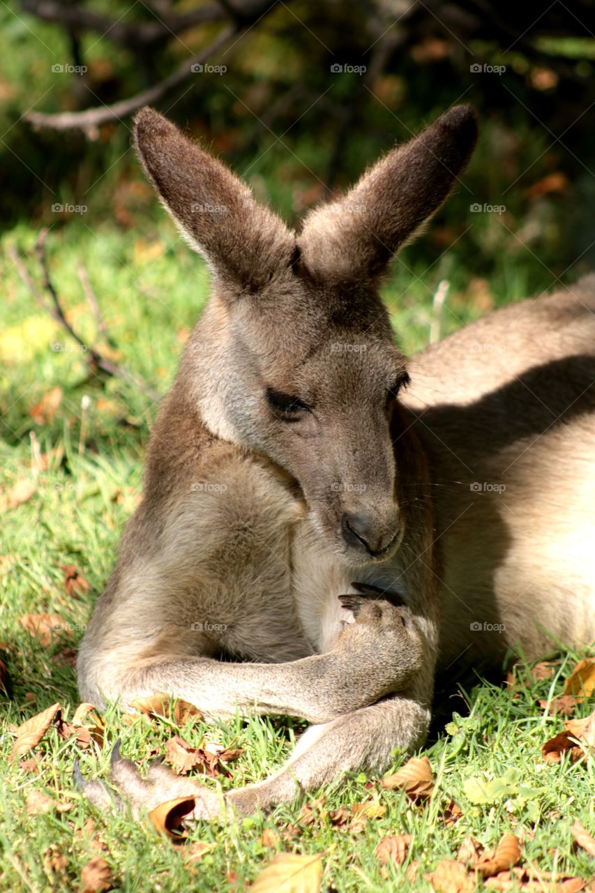Animals, kangaroo,