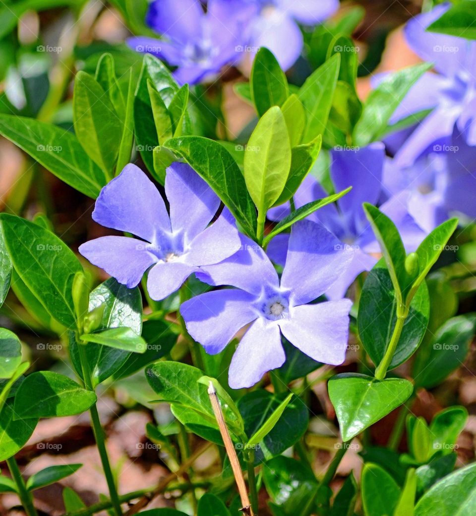 Spring flowers