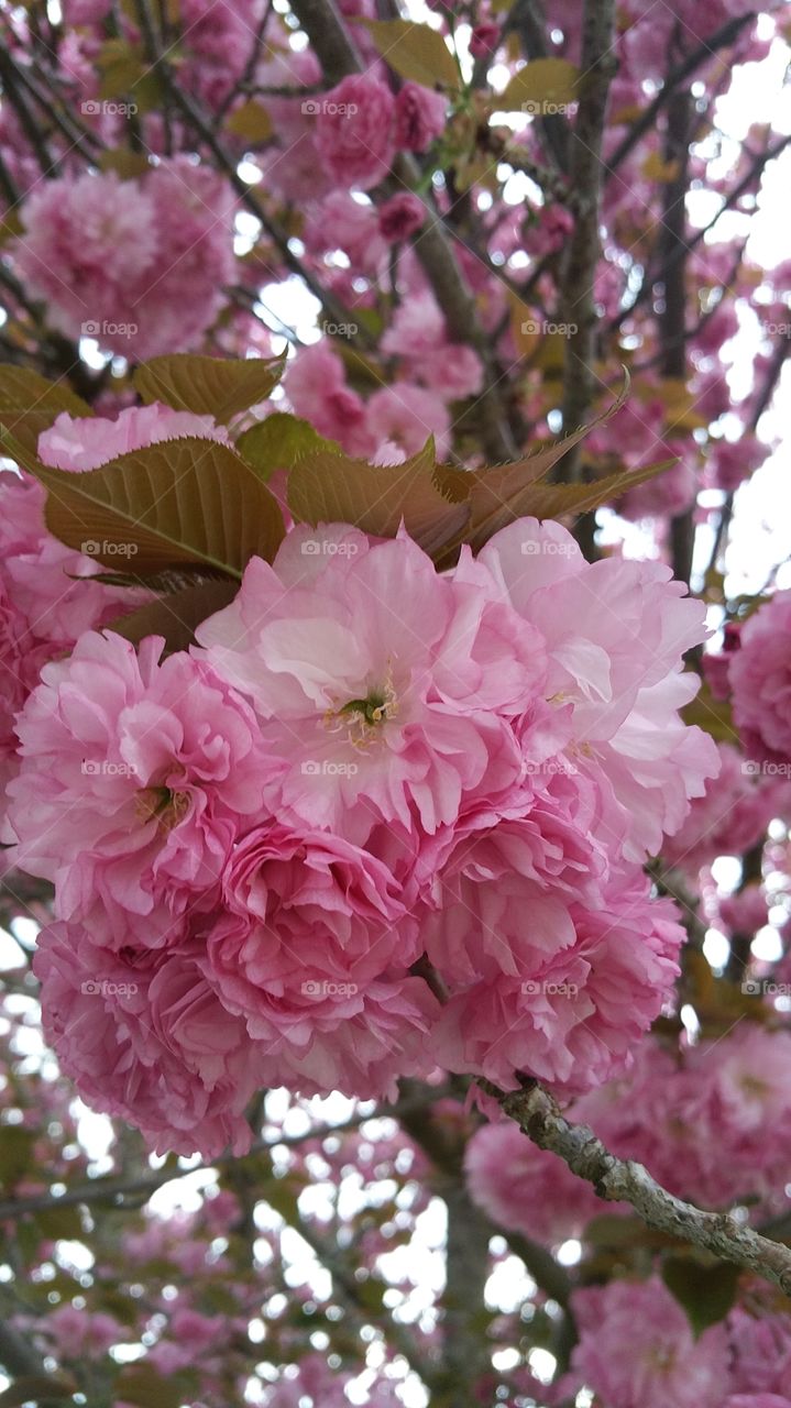 Cherry tree blossoms up close