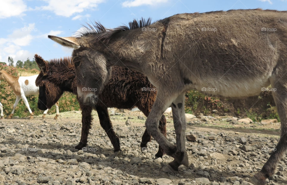 ethiopia donkey ass burros by shotmaker