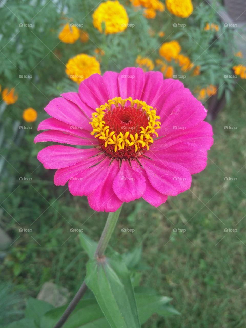 flower lover 🌺 amazing nature 
📸 Muneeb bhat