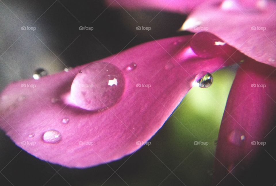 Drops in pink 