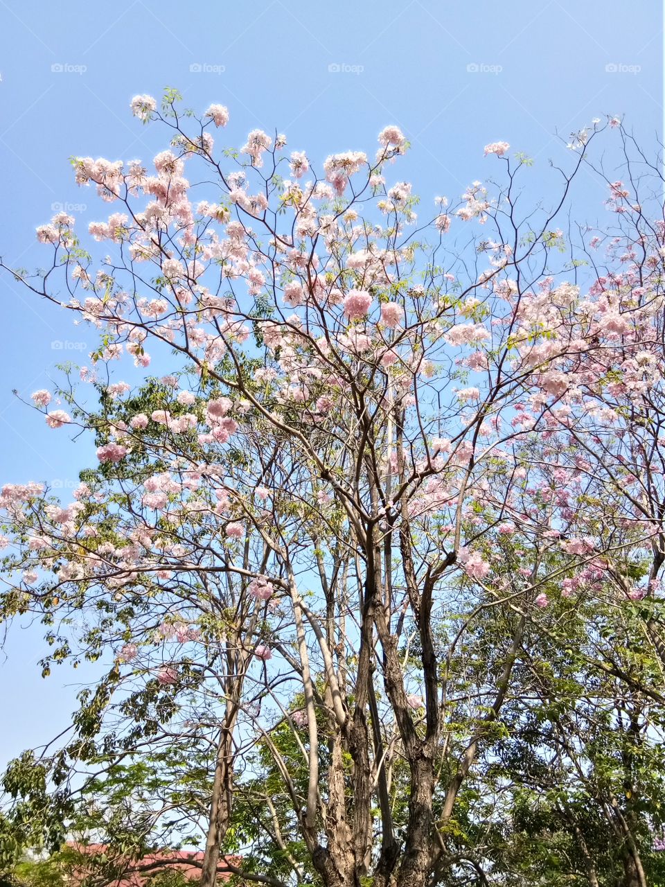chompoo pantip
chompoo flower
chompoo tree