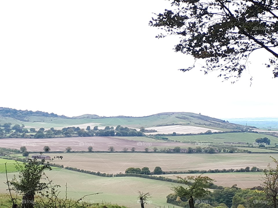 Landscape, Tree, Agriculture, Cropland, No Person