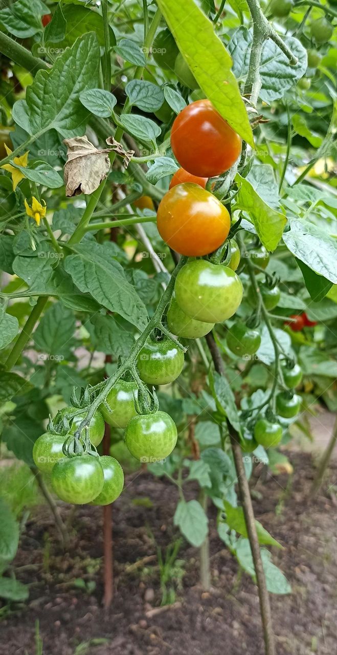 green tomatoes cherry on a branch in garden, love earth