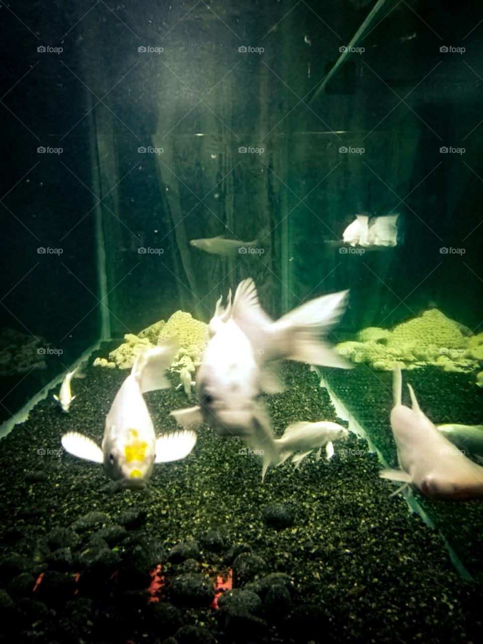 fish in fish tank