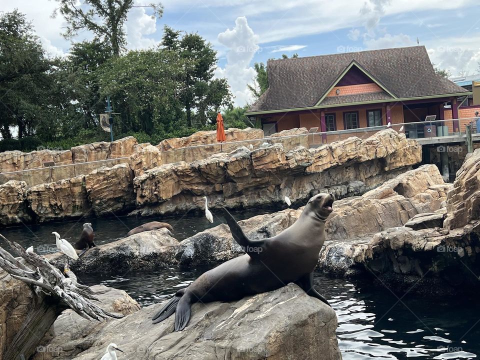 Sea lion just striking a pose on the rocks for some free food 