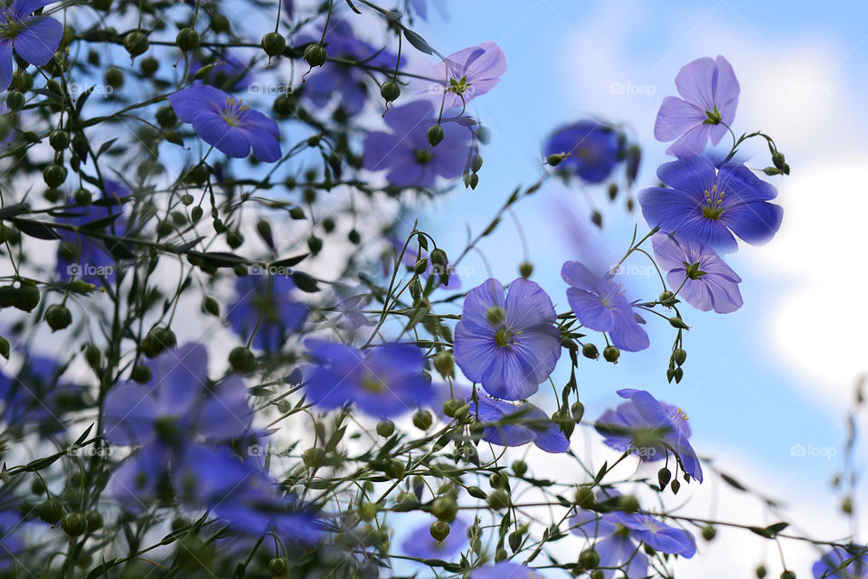 blue flovers against the sky