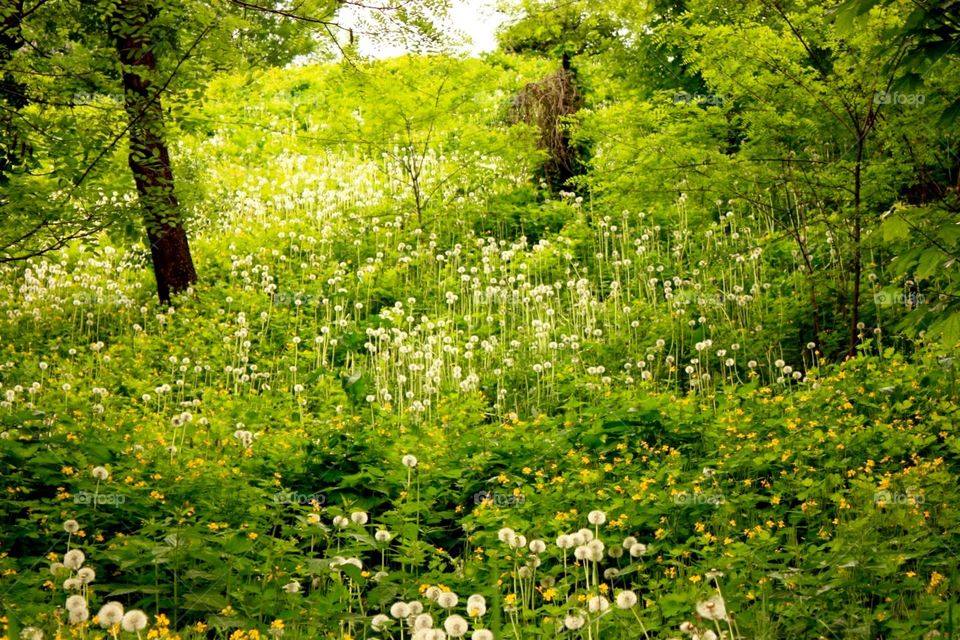 Nature, Landscape, Flower, Leaf, Tree