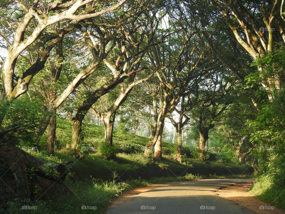 It was a wonderful experience driving through the woods. Go Green 💚😊