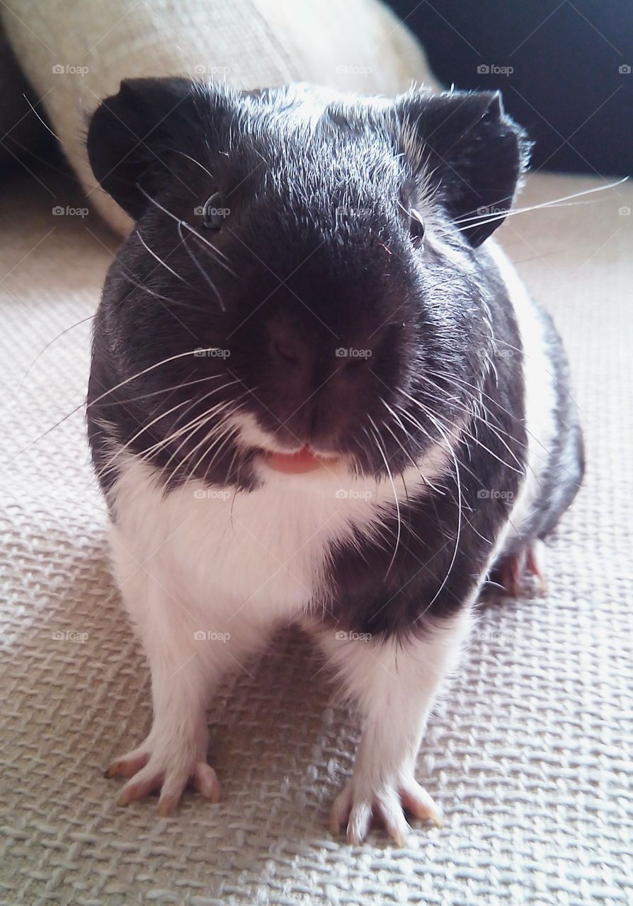 Portrait of guinea pig