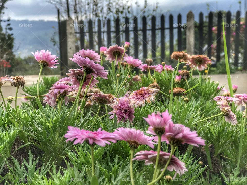 Adisham hall haputhale