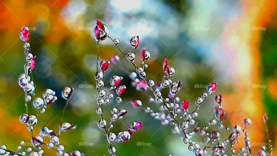 Dew drops