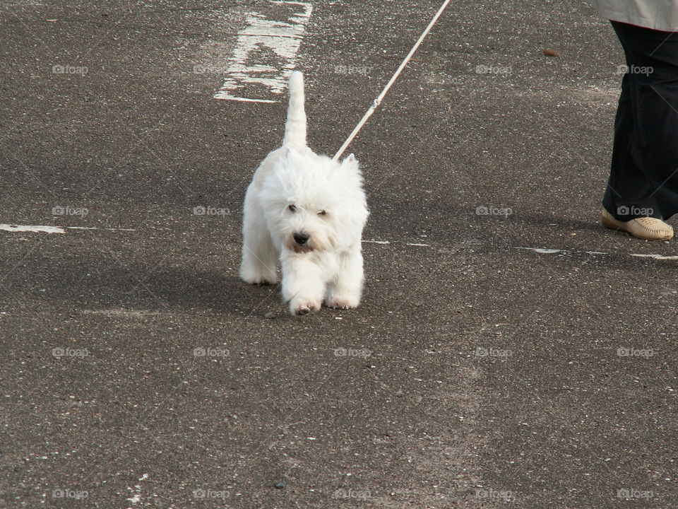 A dog on a leash