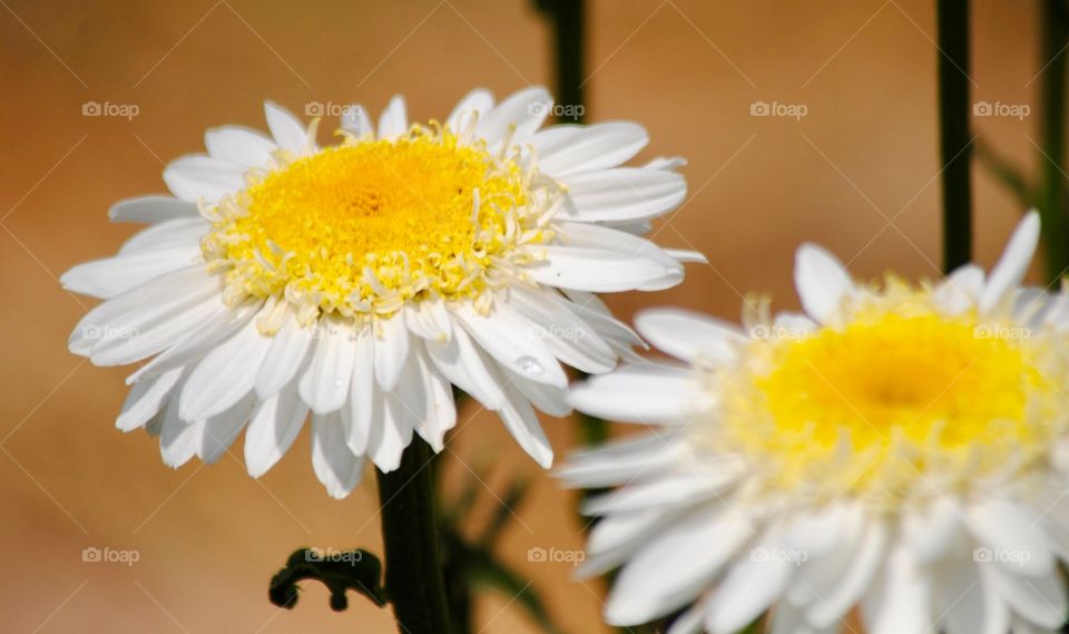 Petal holding the Last Remaining Dew Drop