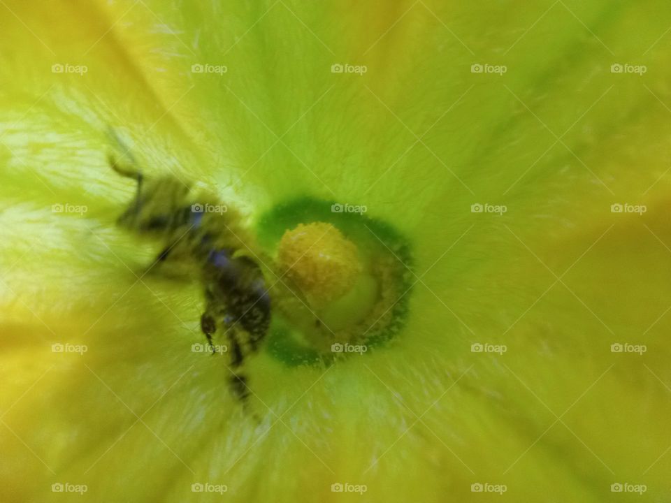 bee