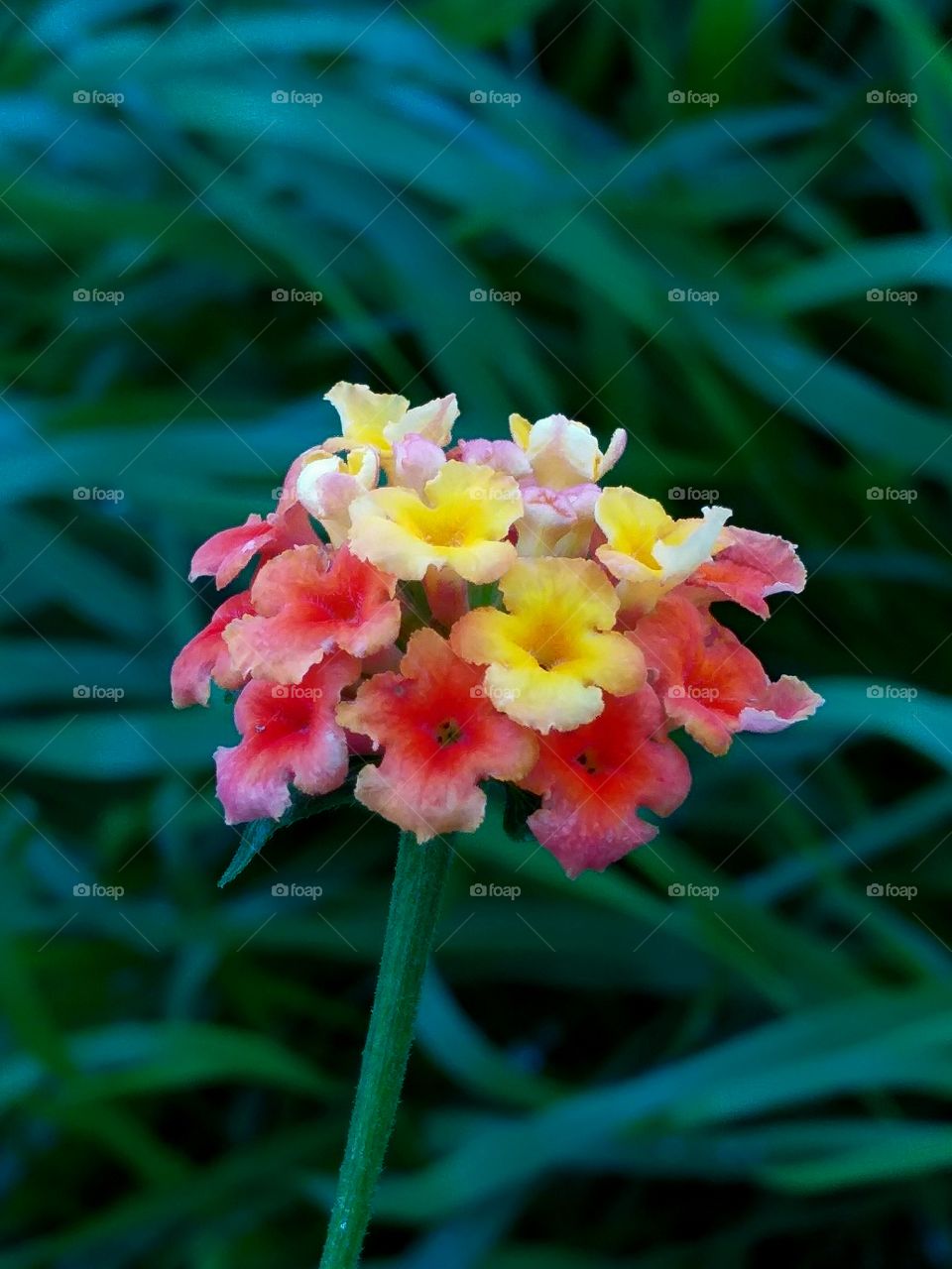 Multicolored flower