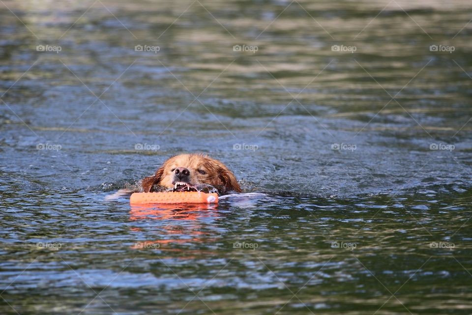 golden retriever jumping in the water