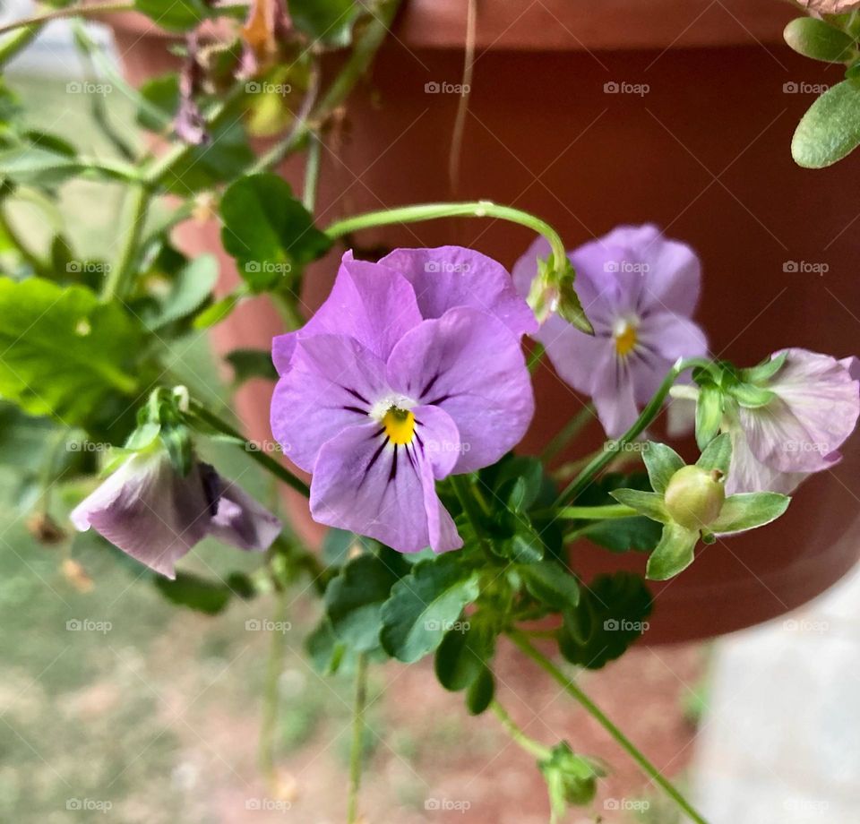 🌹 🇺🇸 Very beautiful flowers to brighten our day.  Live nature and its beauty. Did you like the delicate petals? / 🇧🇷 Flores muito bonitas para alegrar nosso dia. Viva a natureza e sua beleza. Gostaram das pétalas delicadas? 